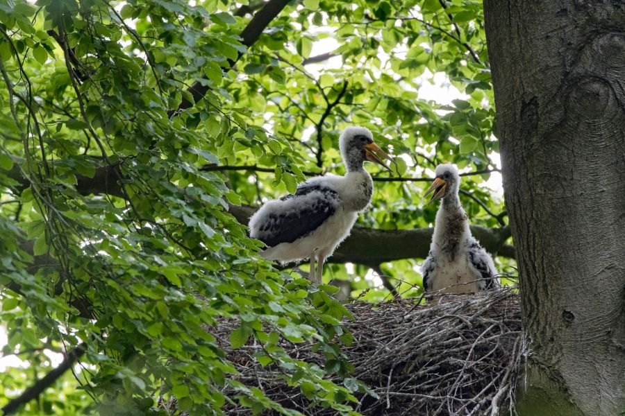 Das Storchenpaar hat Nachwuchs bekommen, die Hitze lässt auch die Jungvögel schwitzen: Erst mal zu Hause ein bisschen abhängen, und los geht´s…. Bildnachweis: Dr. Günter Bockwinkel